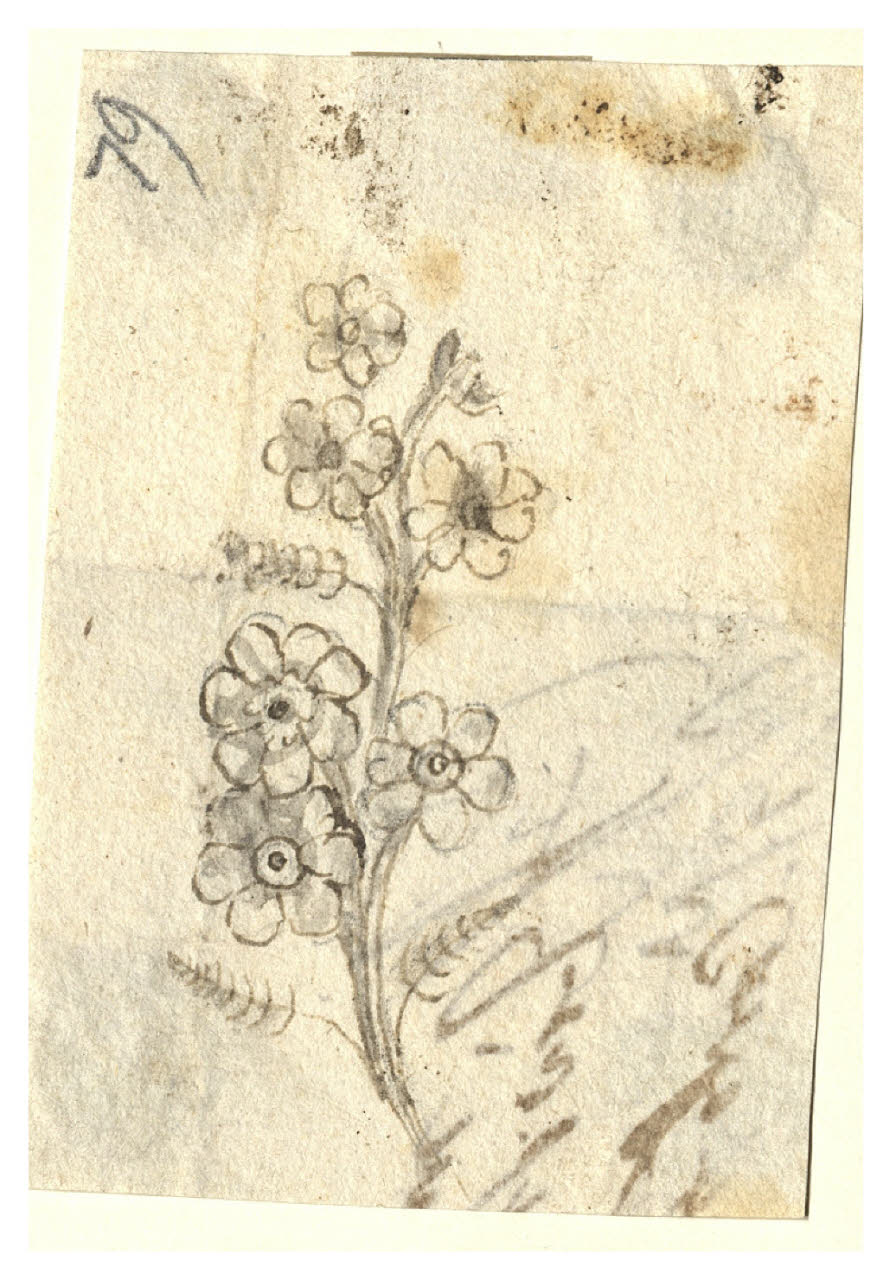 Ramoscello con fiori (disegno) di Maggiolini (bottega) (secc. XVIII/ XIX)