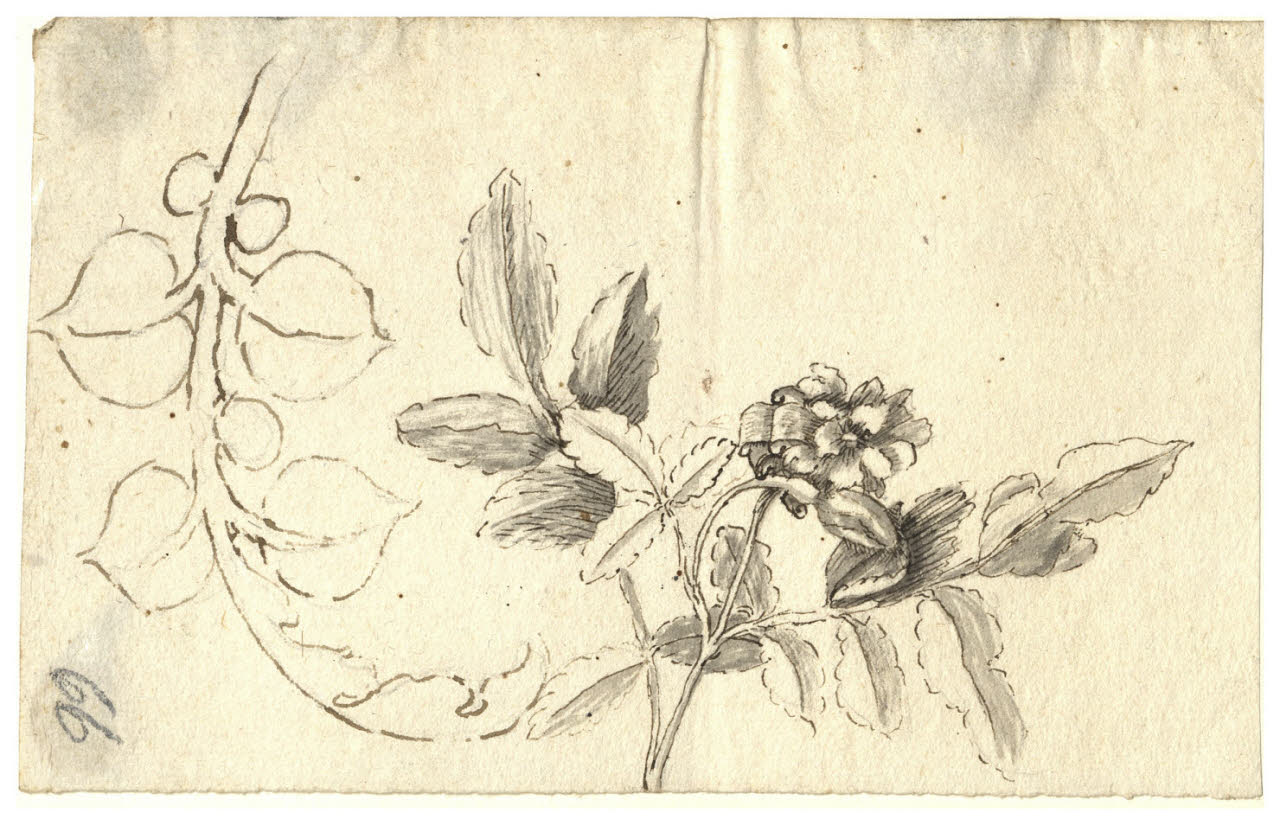 Ramoscelli con foglie e fiori (disegno) di Maggiolini (bottega) (secc. XVIII/ XIX)