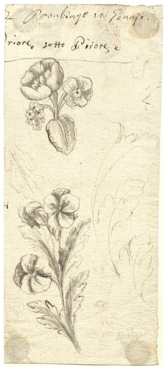 Ramoscelli con foglie e fiori (disegno) di Maggiolini (bottega) (secc. XVIII/ XIX)