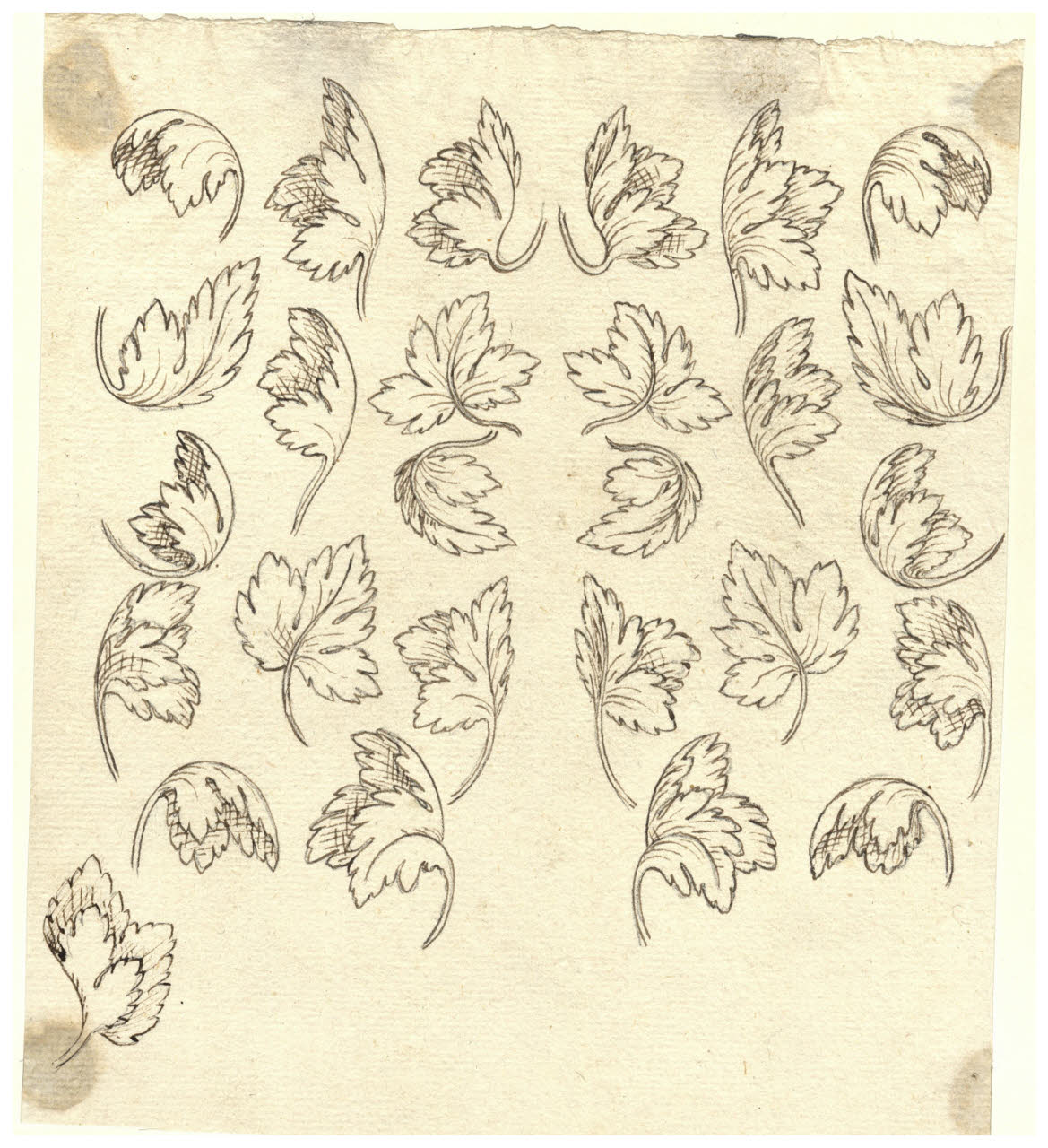 Studio di foglie (disegno) di Maggiolini (bottega) (secc. XVIII/ XIX)