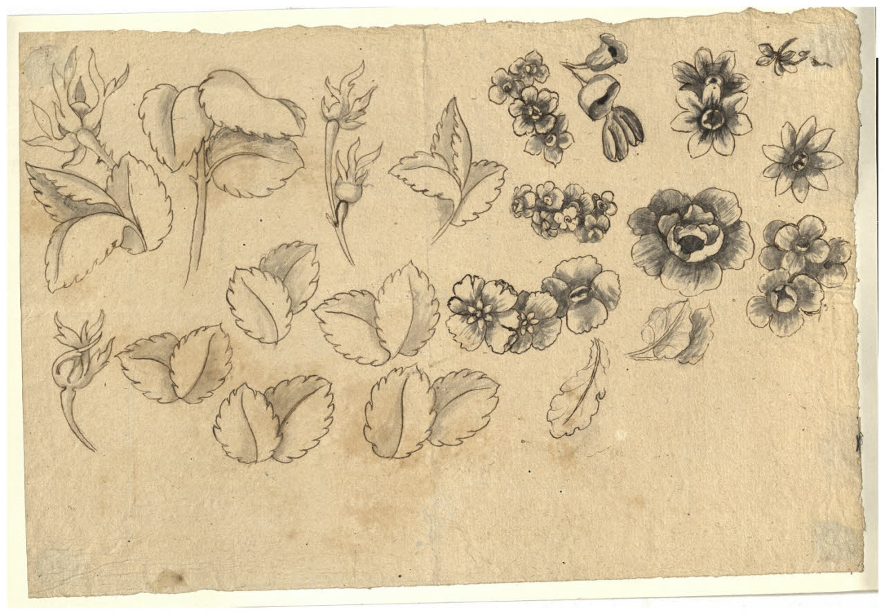 Studio di foglie e fiori (disegno) di Maggiolini (bottega) (secc. XVIII/ XIX)