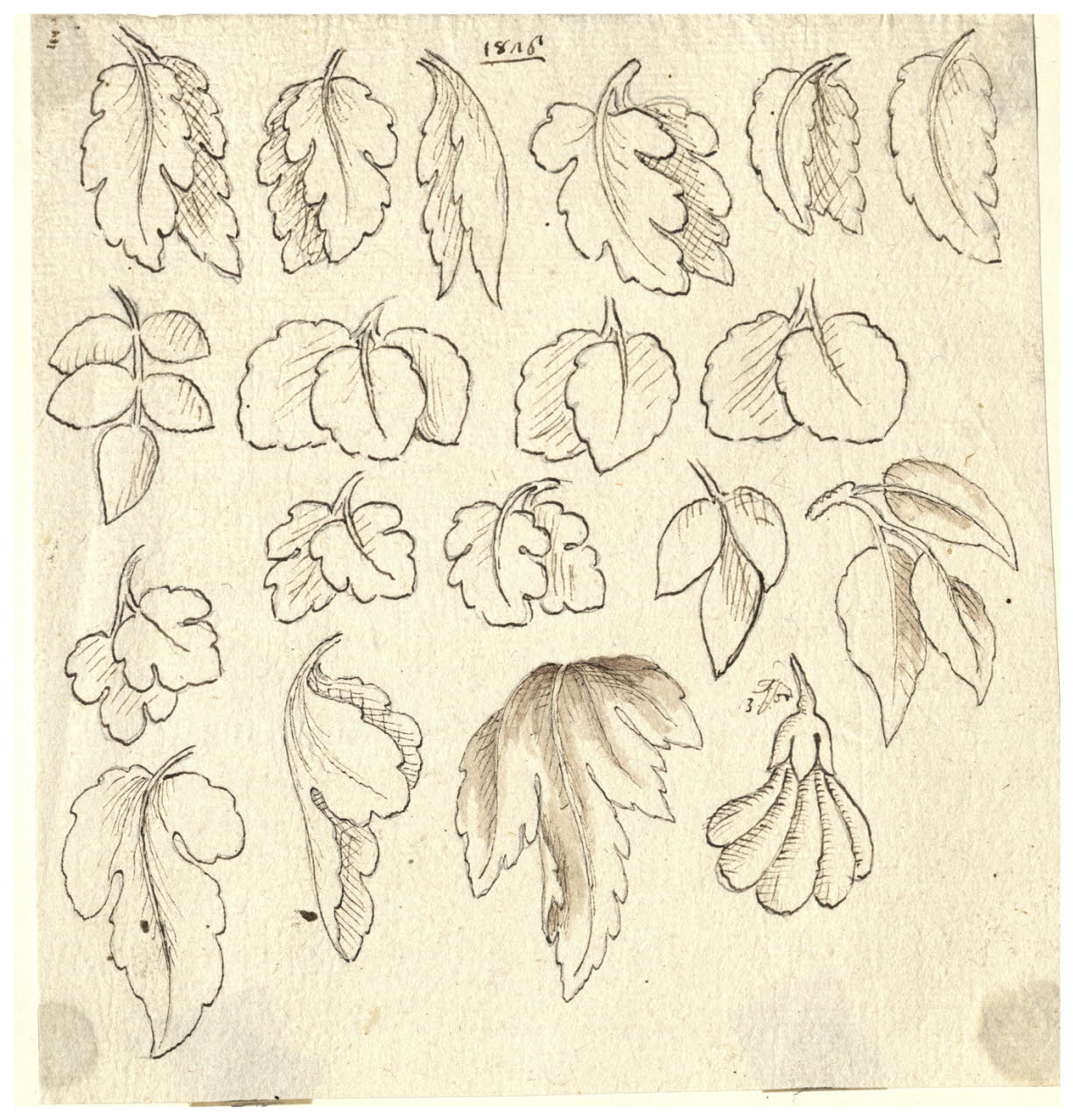 Studio di foglie (disegno) di Maggiolini (bottega) (sec. XIX)