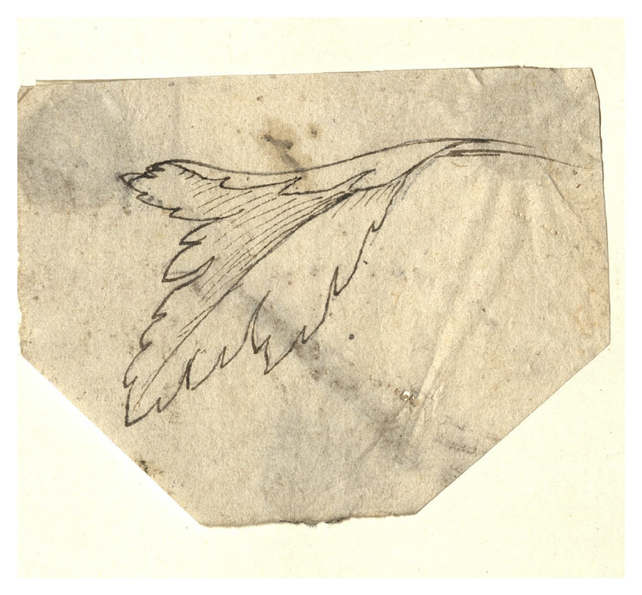 Studio di foglia (disegno) di Maggiolini (bottega) (secc. XVIII/ XIX)