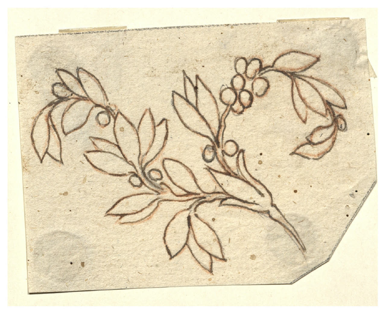 Ramoscello d'alloro (disegno) di Maggiolini (bottega) (secc. XVIII/ XIX)