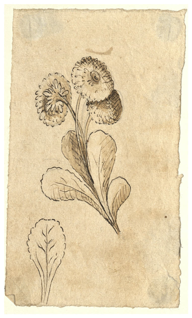 Calendule (disegno) di Maggiolini (bottega) (secc. XVIII/ XIX)