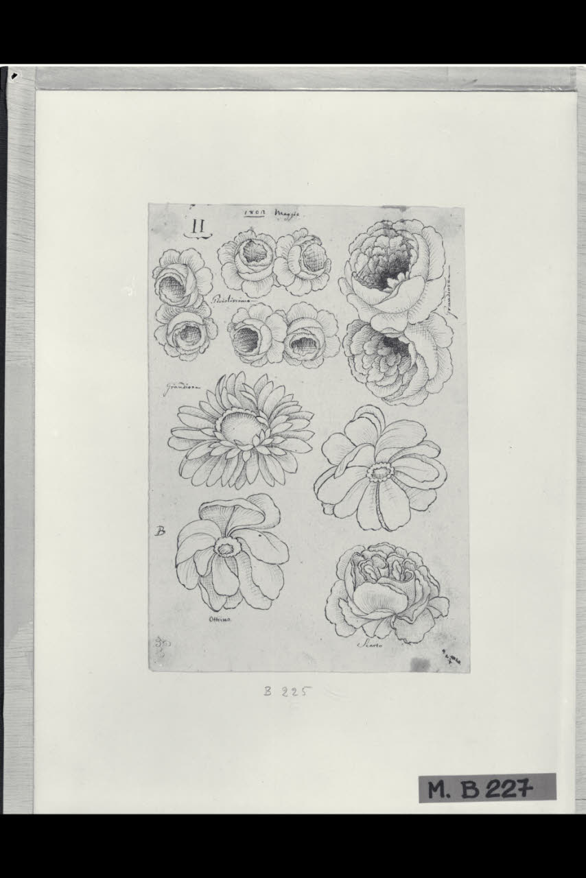 Studi di fiori (disegno) di Maggiolini (bottega) (secc. XVIII/ XIX)