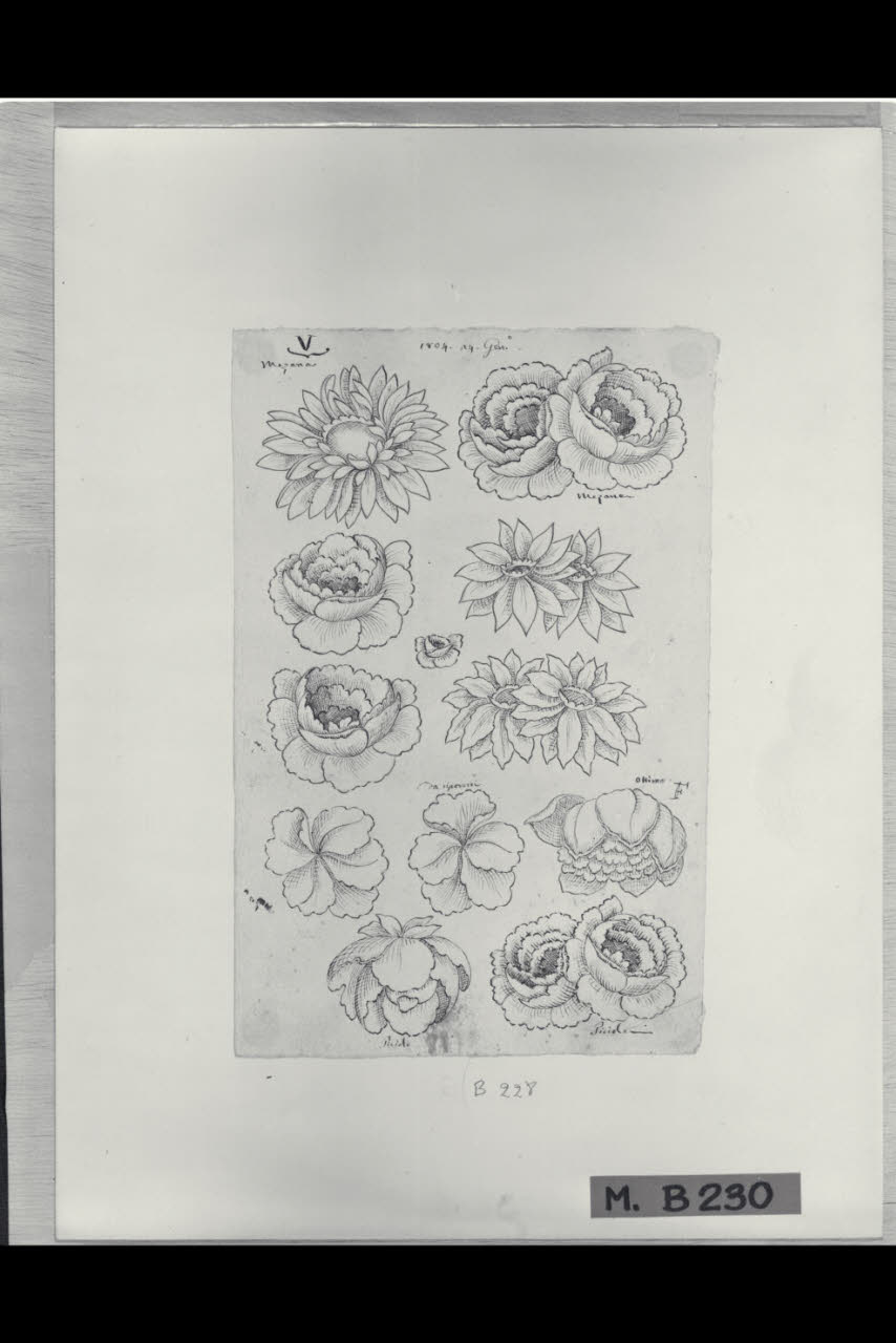 Studi di fiori (disegno) di Maggiolini (bottega) (secc. XVIII/ XIX)