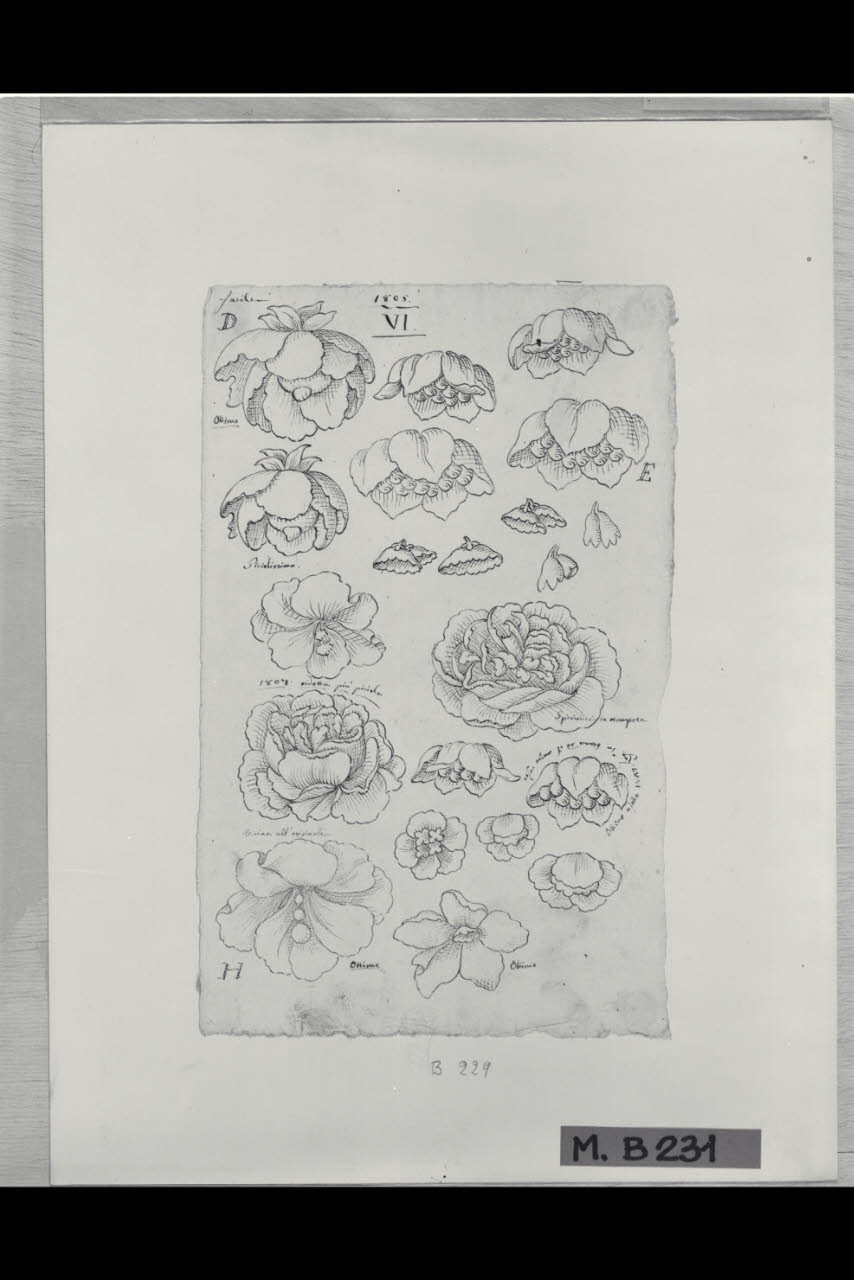 Studi di fiori (disegno) di Maggiolini (bottega) (secc. XVIII/ XIX)