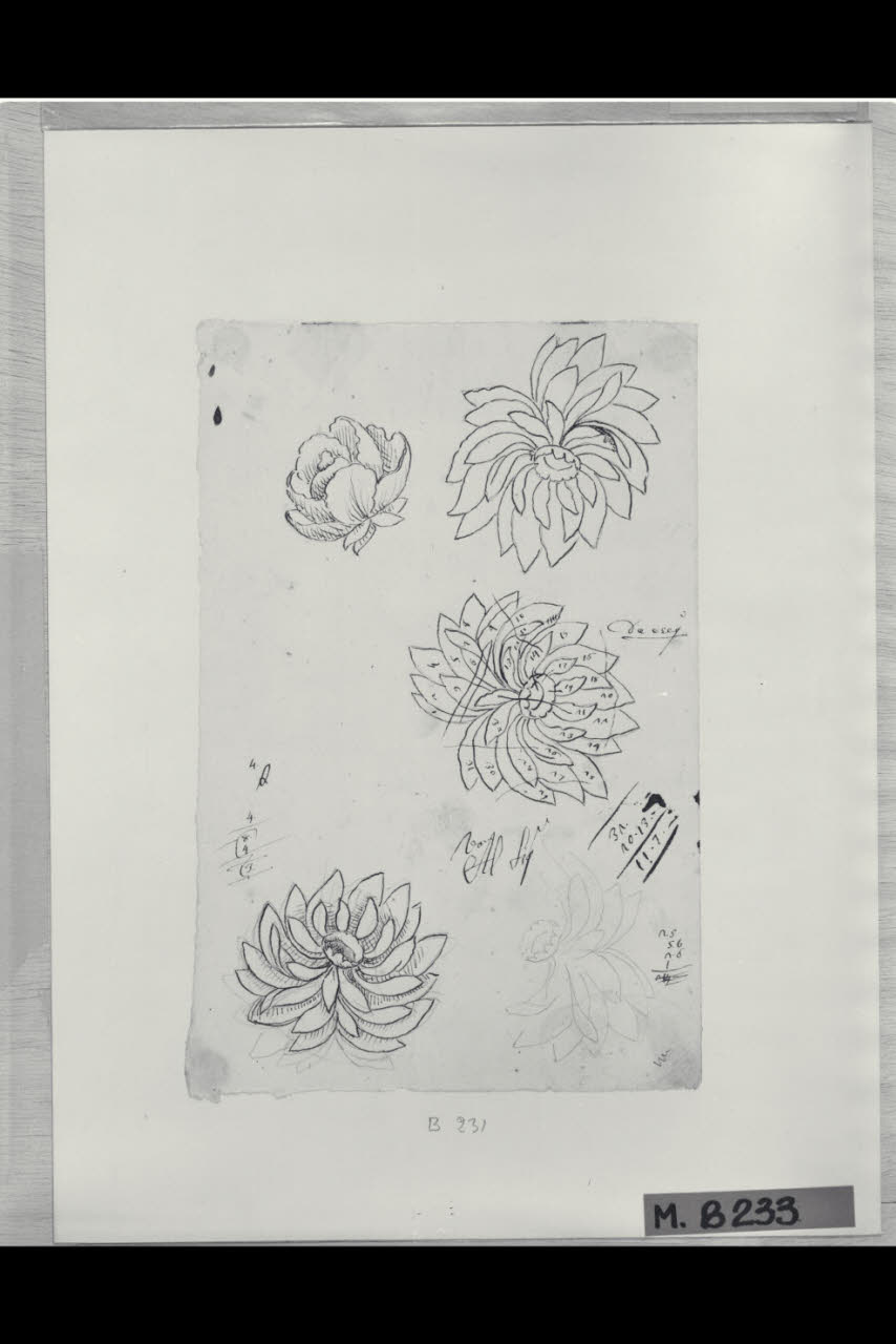 Studi di fiori (disegno) di Maggiolini (bottega) (secc. XVIII/ XIX)