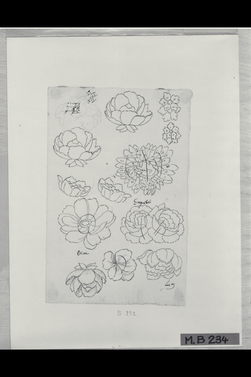 Studi di fiori (disegno) di Maggiolini (bottega) (secc. XVIII/ XIX)