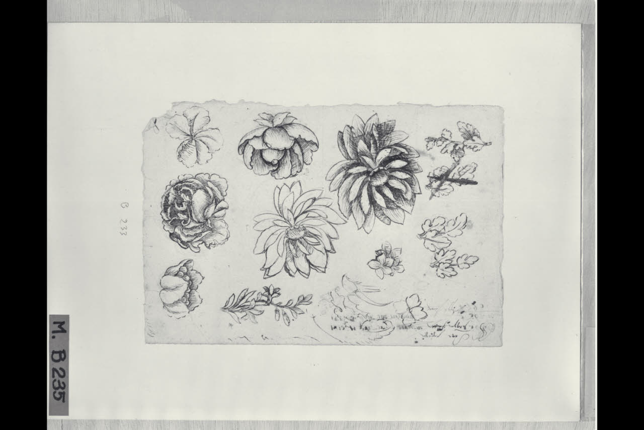 Studi di fiori e foglie (disegno) di Maggiolini (bottega) (secc. XVIII/ XIX)