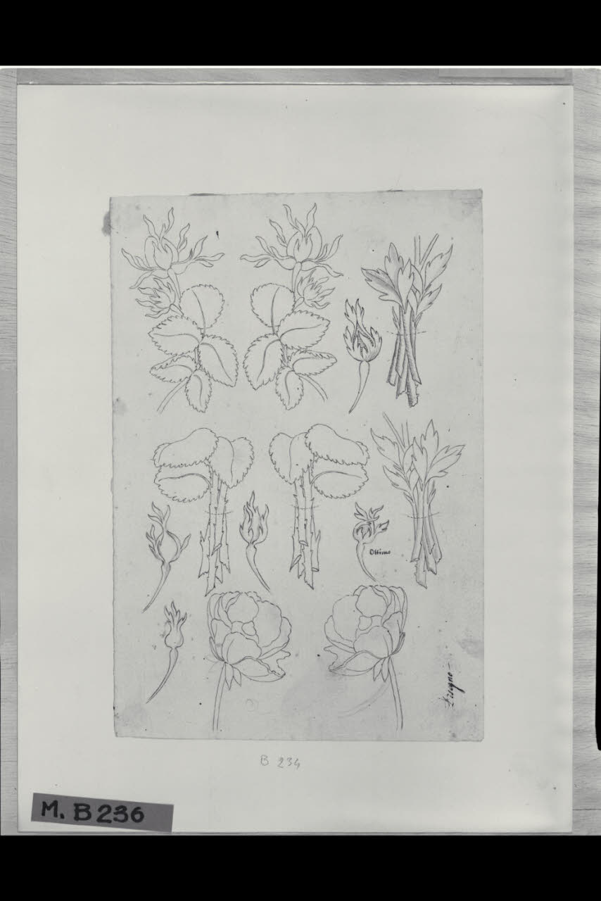 Studi di fiori (disegno) di Maggiolini (bottega) (secc. XVIII/ XIX)