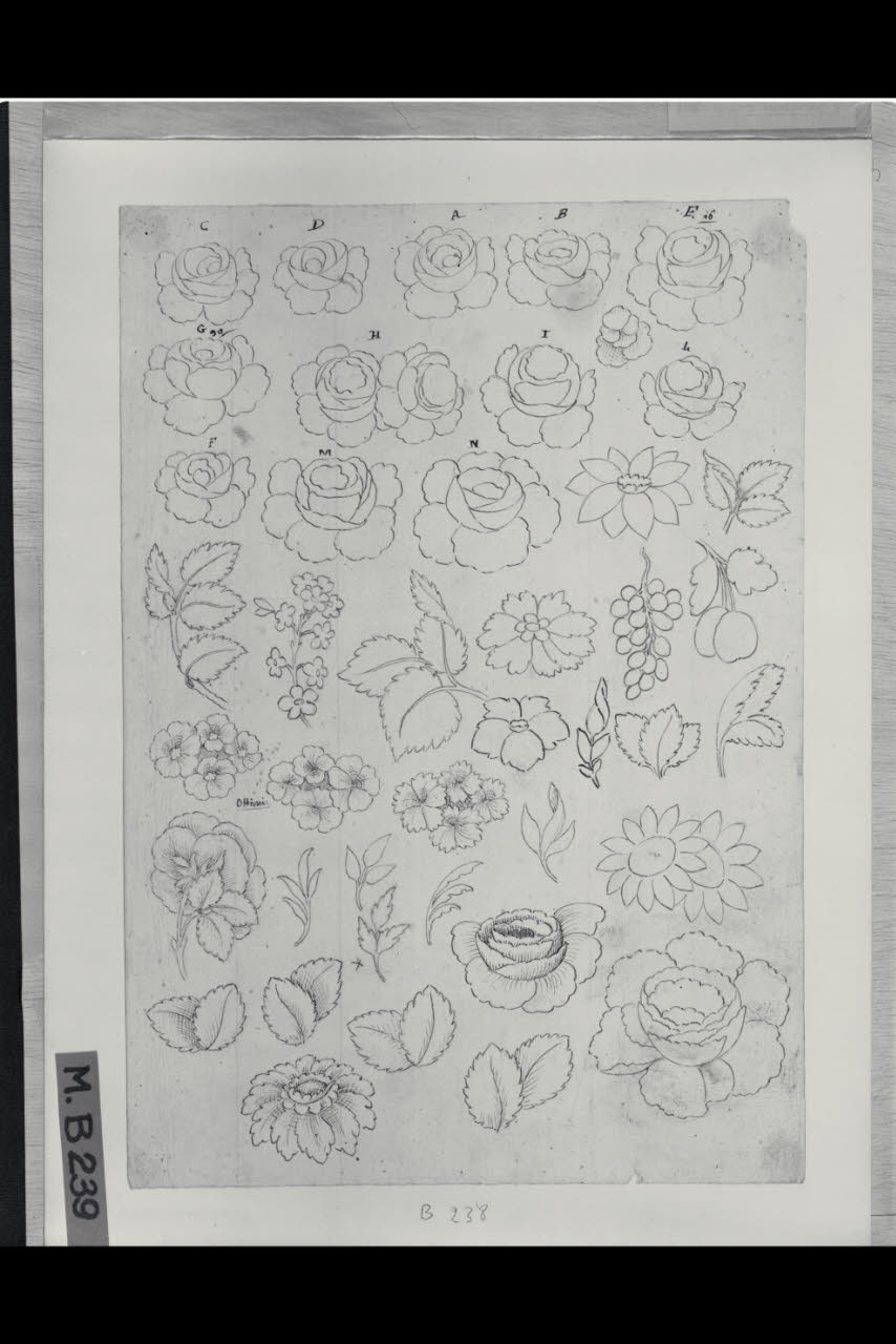 Studi di fiori (disegno) di Maggiolini (bottega) (secc. XVIII/ XIX)