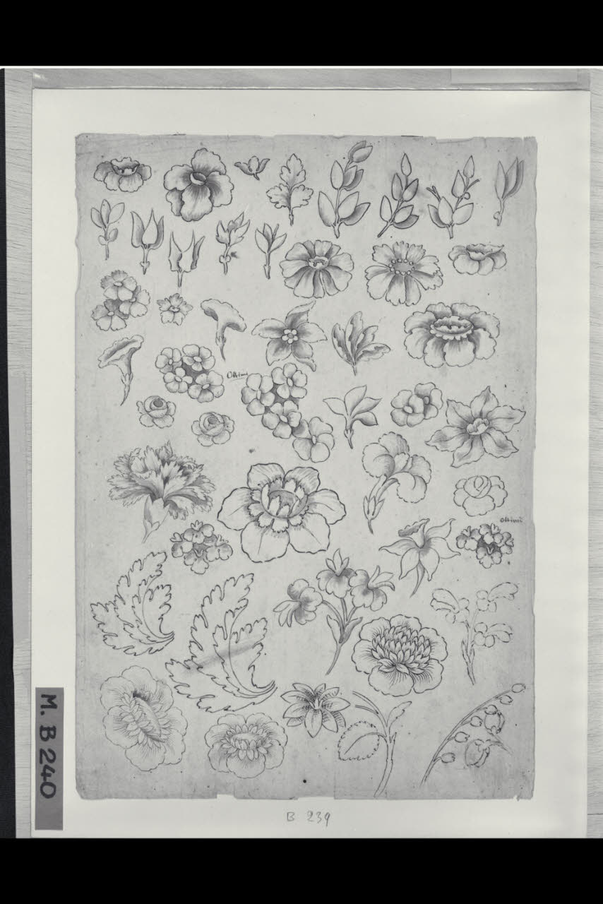 Studi di fiori (disegno) di Maggiolini (bottega) (secc. XVIII/ XIX)