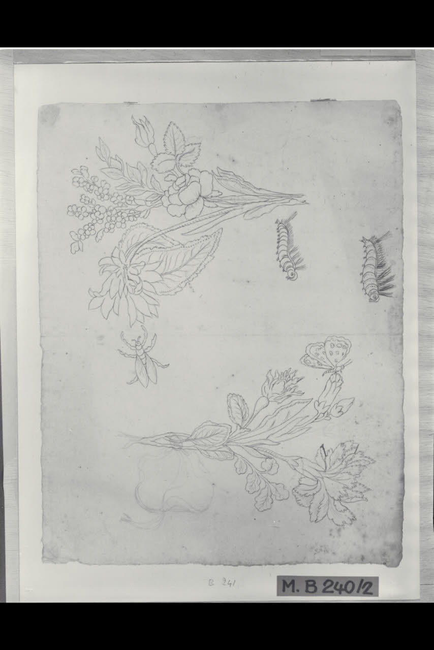 Studi di piccoli mazzi di fiori e di insetti (disegno) di Maggiolini (bottega) (secc. XVIII/ XIX)