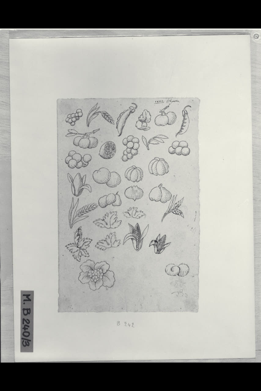 Studi di foglie, fiori e frutti (disegno) di Maggiolini (bottega) (secc. XVIII/ XIX)