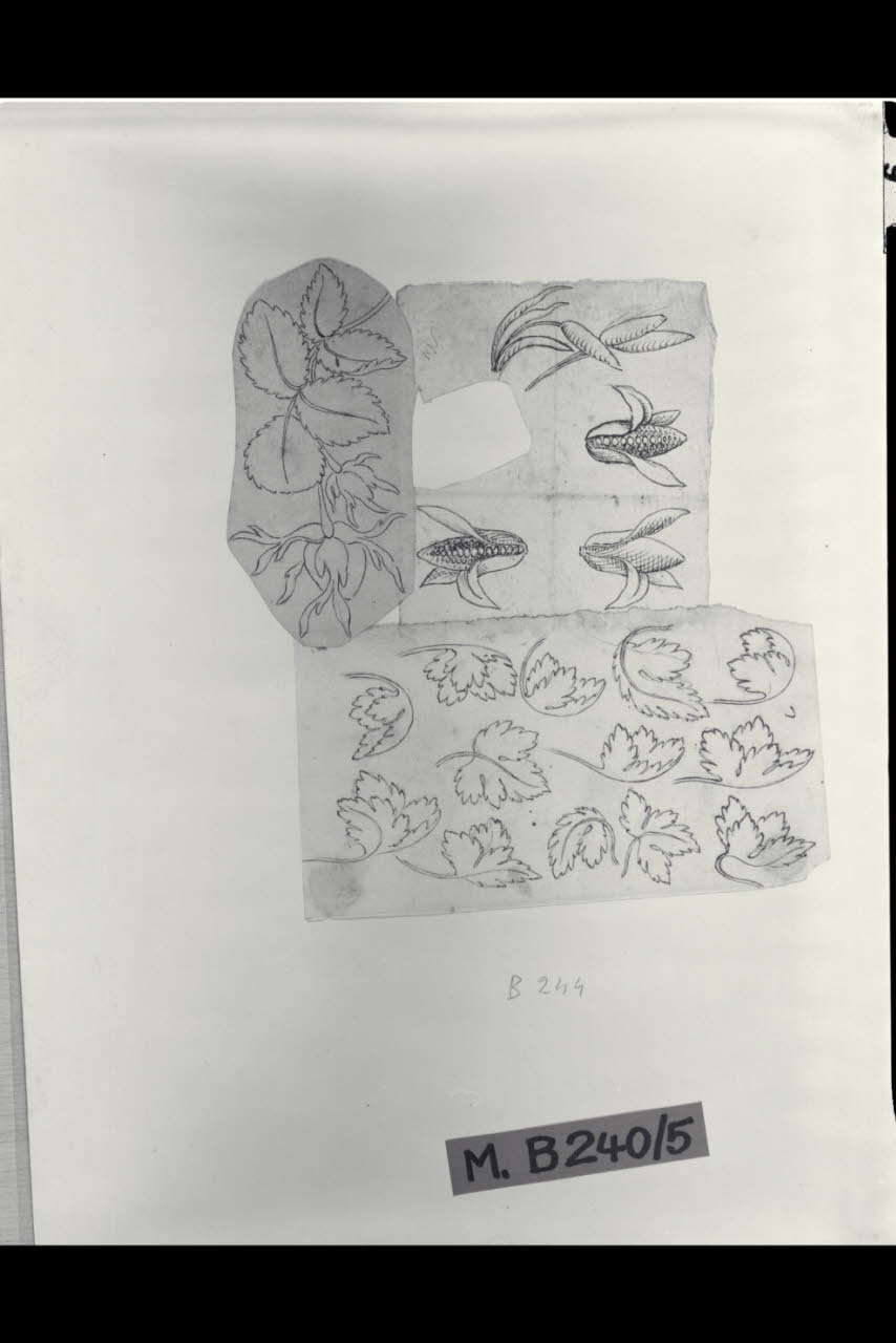 Studi di fiori, foglie e pannocchie di granoturco (disegno) di Maggiolini (bottega) (secc. XVIII/ XIX)