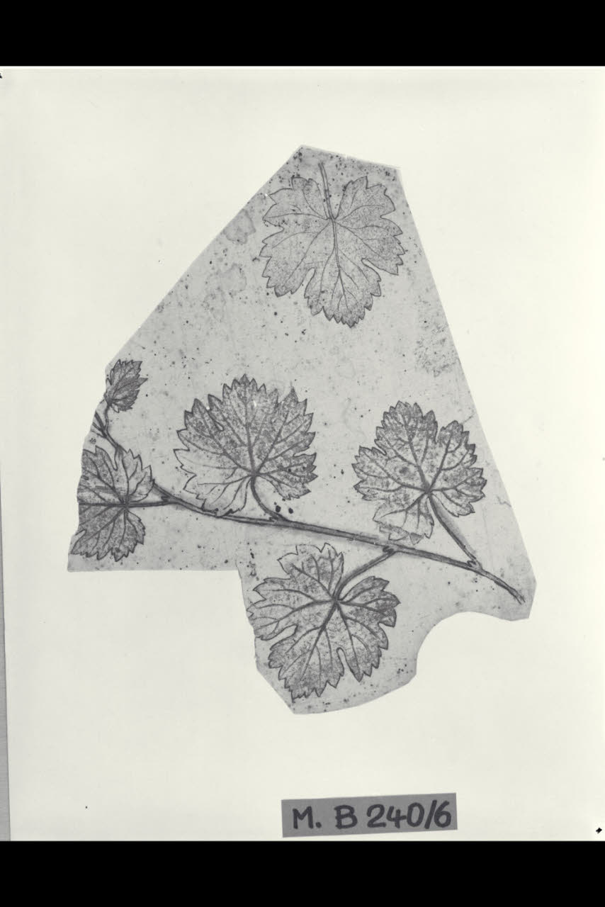 Studi di foglie (disegno) di Maggiolini (bottega) (secc. XVIII/ XIX)