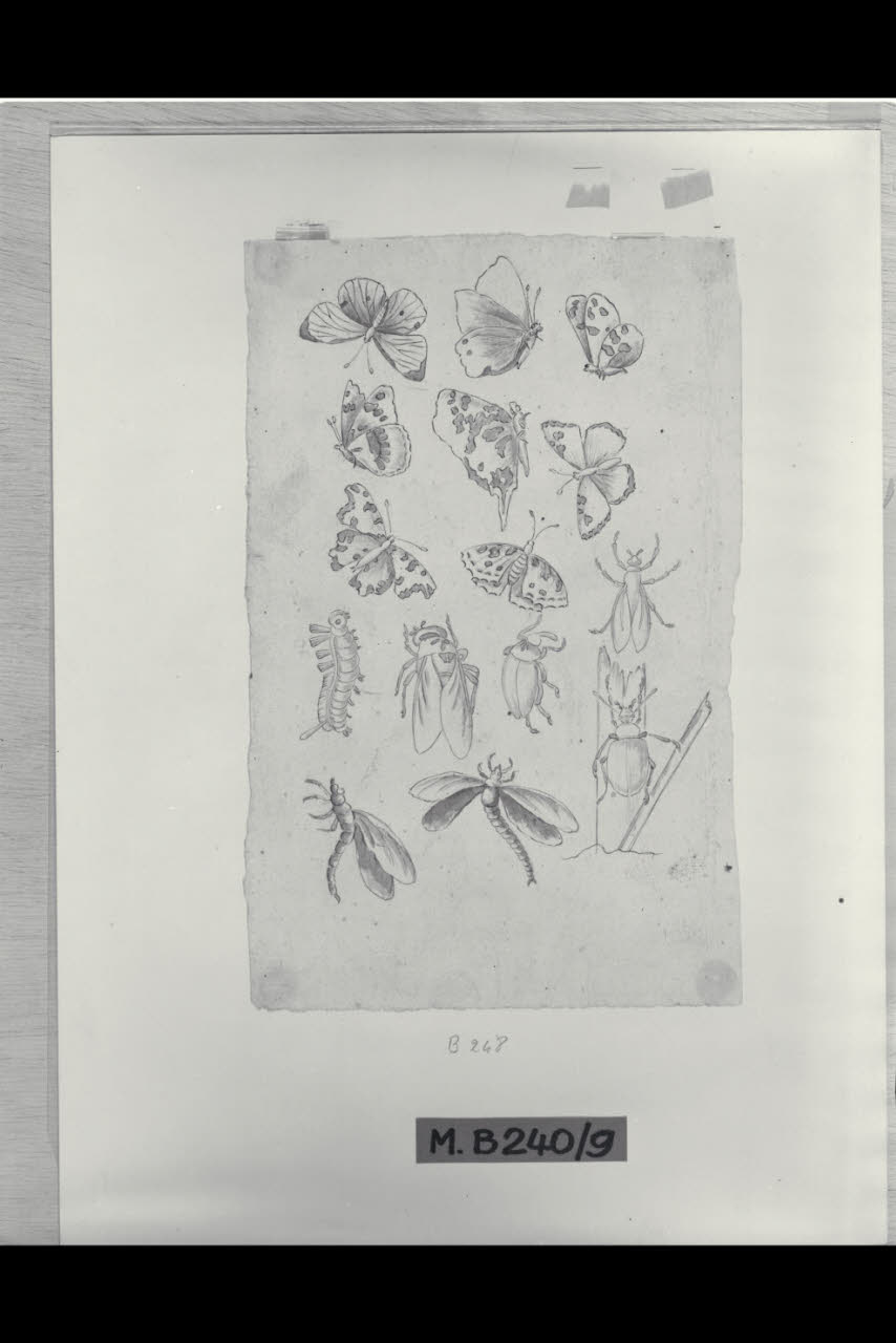Studi di farfalle e insetti (disegno) di Maggiolini (bottega) (secc. XVIII/ XIX)