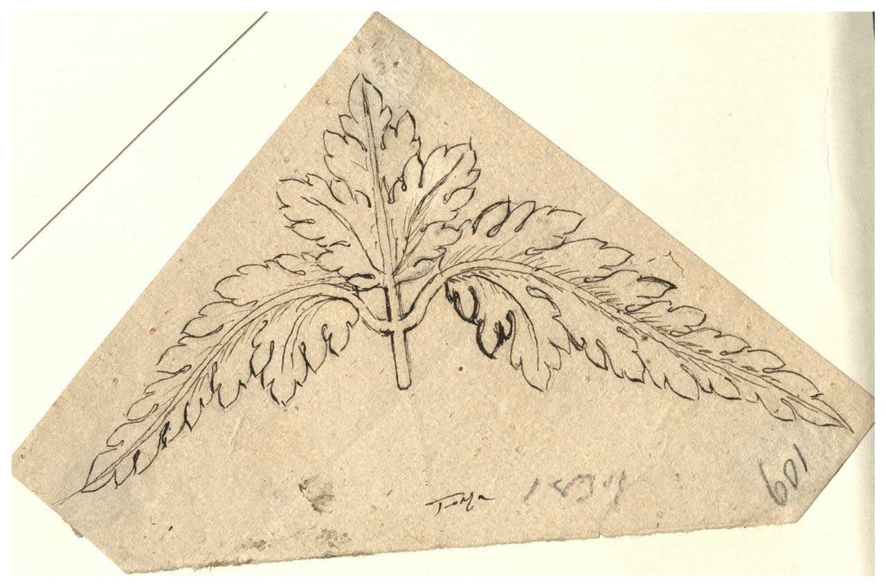Motivo fogliaceo (disegno) di Maggiolini (bottega) (secc. XVIII/ XIX)