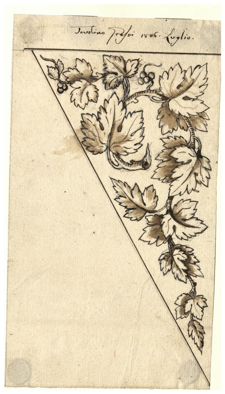 Ramoscello con foglie di vite (disegno) di Maggiolini (bottega) (sec. XIX)