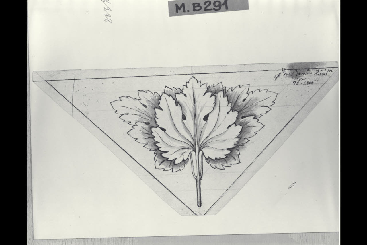 Foglie di vite in una riserva triangolare (disegno) di Maggiolini (bottega) (sec. XIX)