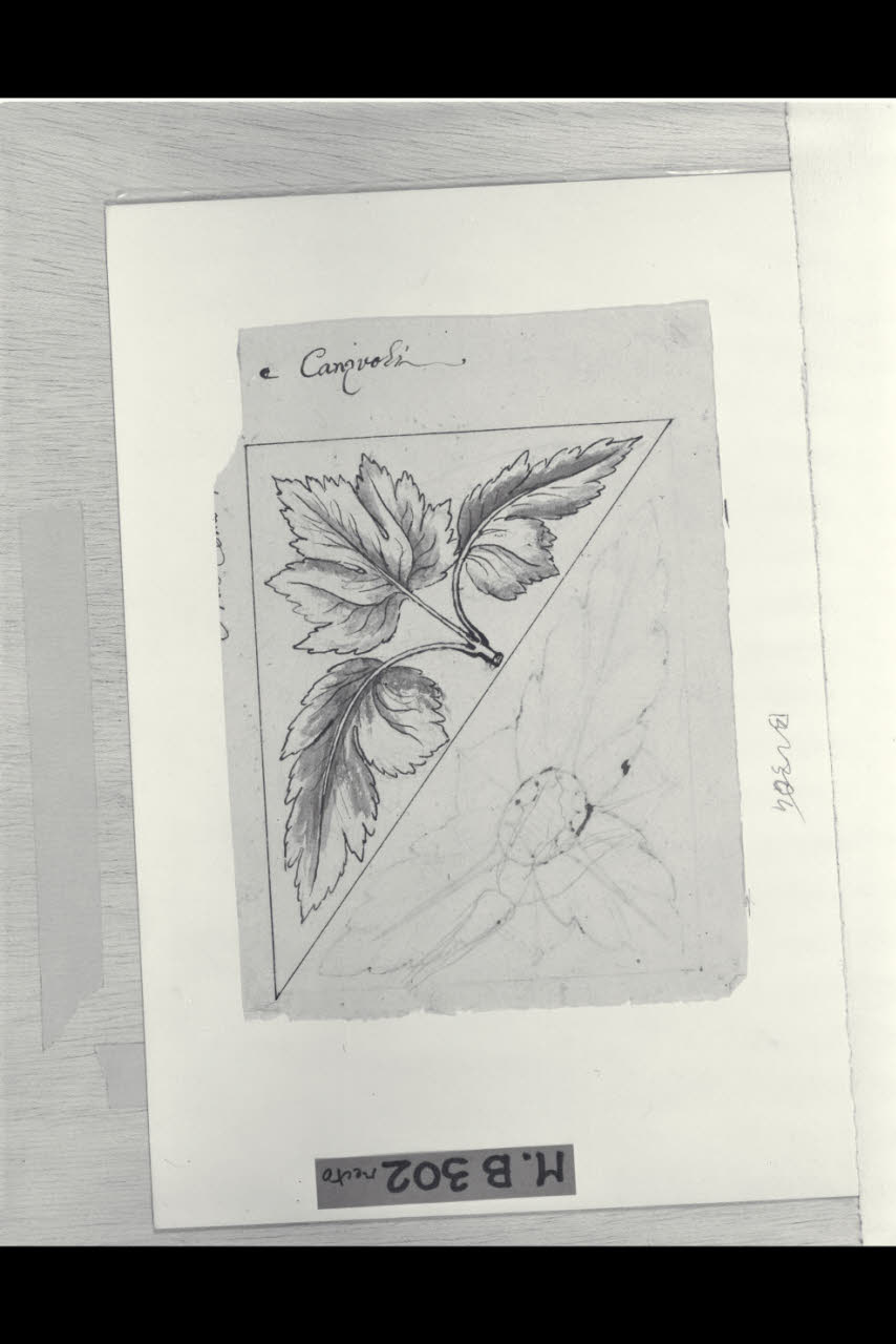 Tre foglie di vite in una riserva triangolare (disegno) di Maggiolini (bottega) (secc. XVIII/ XIX)