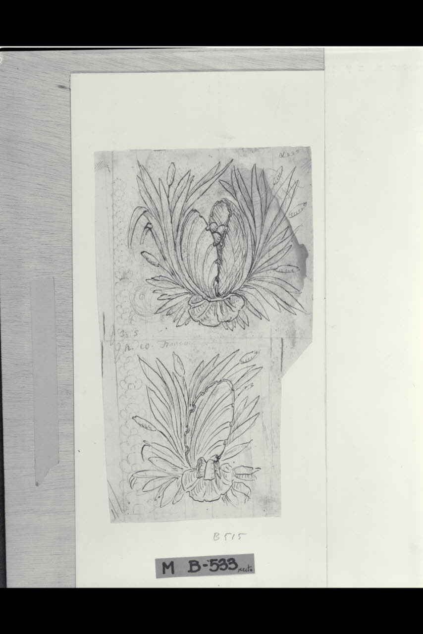 Conchiglie e piante acquatiche (disegno) di Maggiolini (bottega) (secc. XVIII/ XIX)