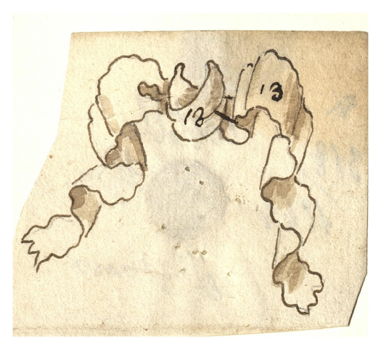 Nastro (disegno) di Maggiolini (bottega) (secc. XVIII/ XIX)