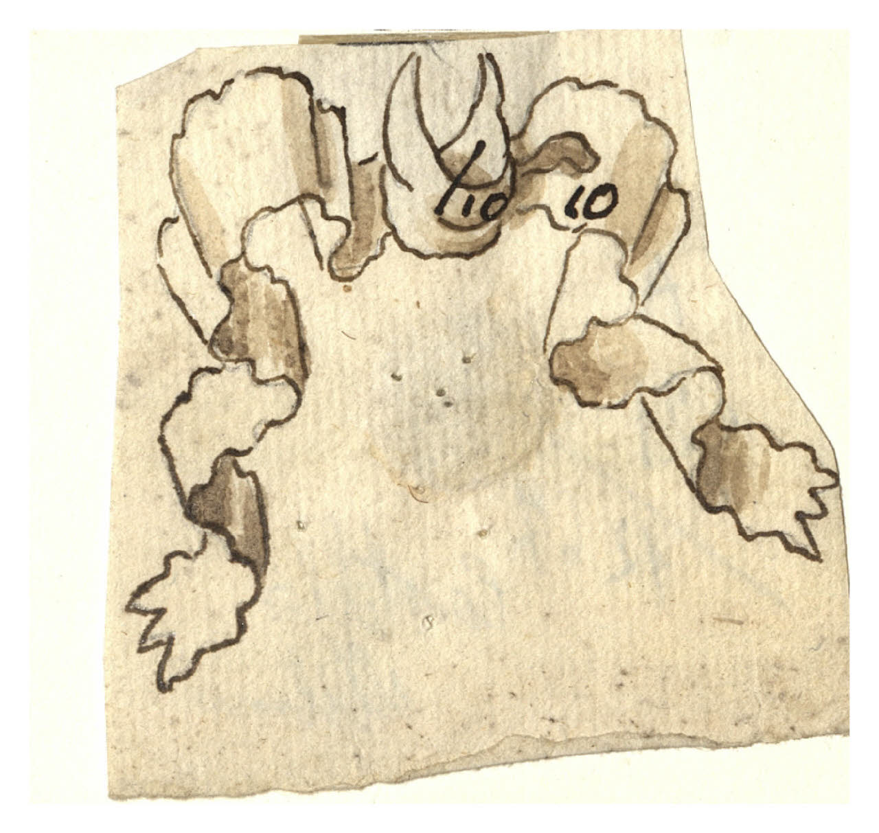 Nastro (disegno) di Maggiolini (bottega) (secc. XVIII/ XIX)