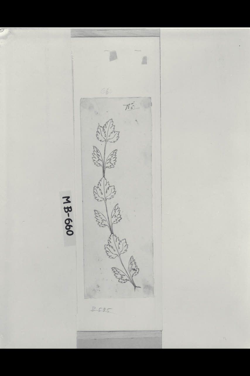 Studio di una bordura incurvata (disegno) di Maggiolini (bottega) (secc. XVIII/ XIX)