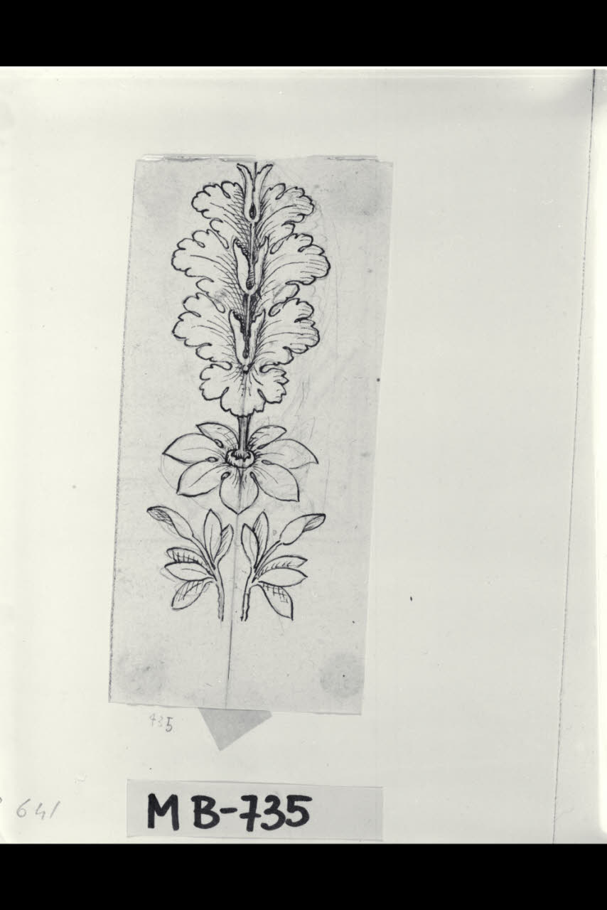Studio di motivi fogliacei (disegno) di Maggiolini (bottega) (secc. XVIII/ XIX)