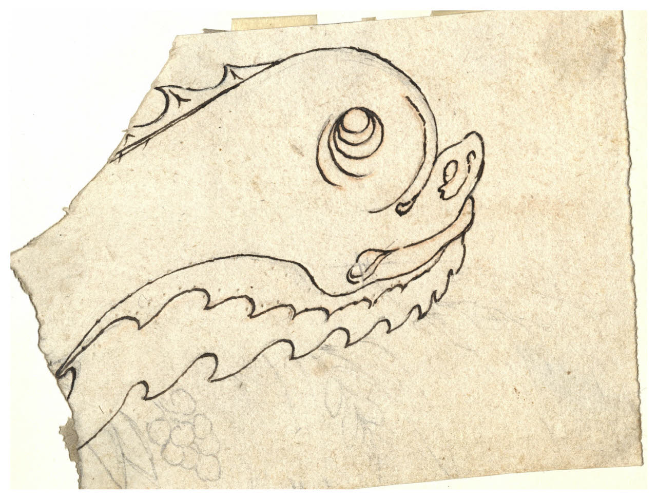 Testa di delfino (disegno) di Maggiolini (bottega) (secc. XVIII/ XIX)