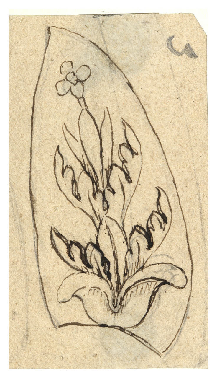 Cespo fiorito (disegno) di Maggiolini (bottega) (secc. XVIII/ XIX)