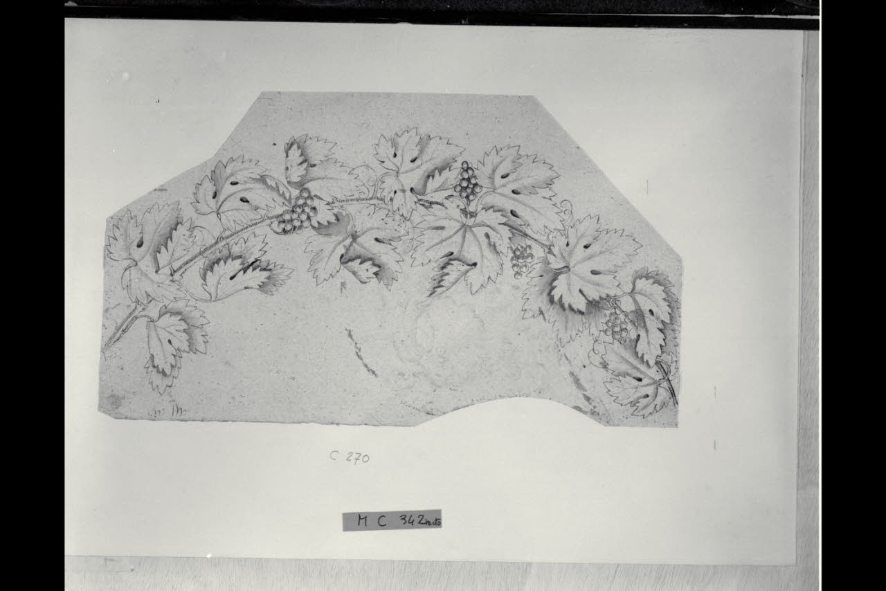 Studio per un tralcio di vite (disegno) di Maggiolini (bottega) (secc. XVIII/ XIX)