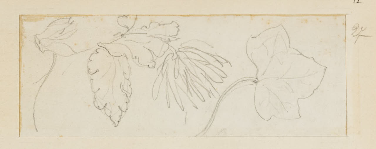 Studio di foglie e fiori, Studio di foglie e fiori (disegno) di Durini, Alessandro (sec. XIX)