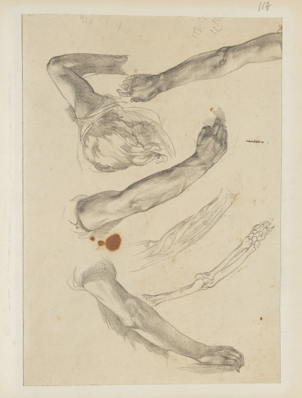 Studi anatomici di braccia, Studi anatomici di braccia (disegno) di Durini, Alessandro (sec. XIX)