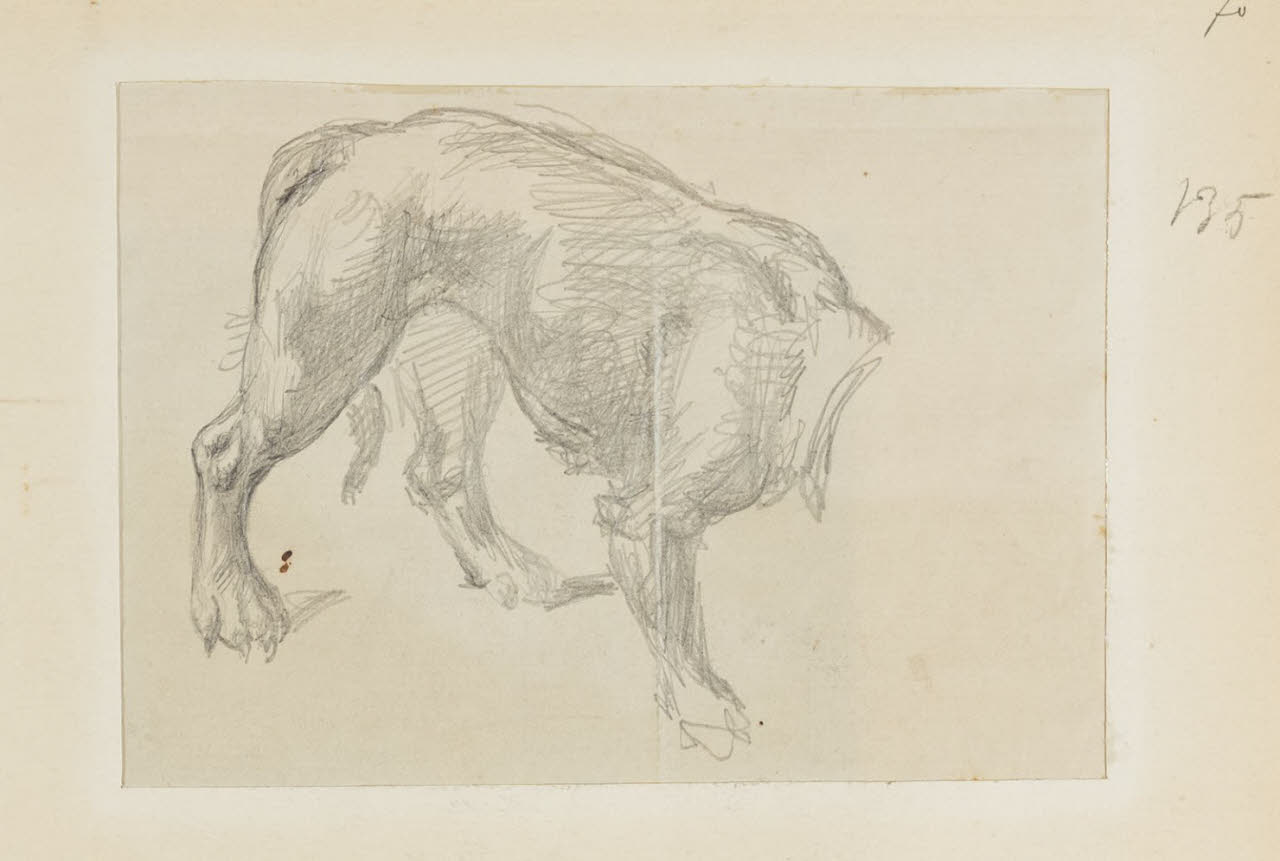 Studio di un cane, Studio di un cane (disegno) di Durini, Alessandro (sec. XIX)