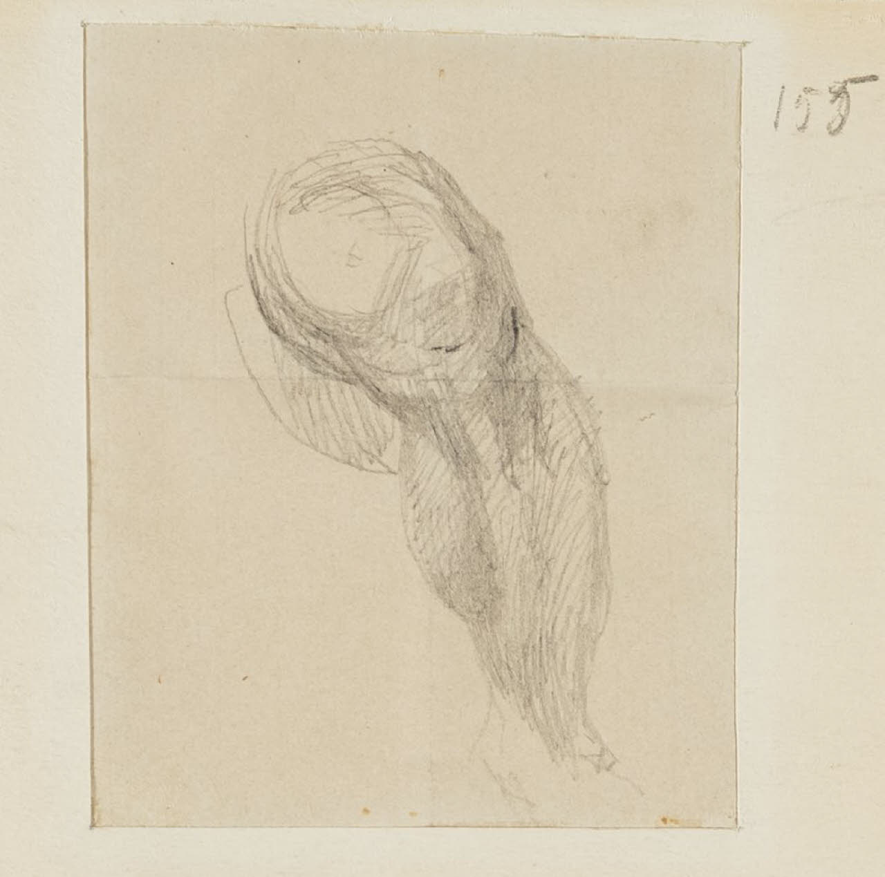 Particolare anatomico, Particolare anatomico (disegno) di Durini, Alessandro (sec. XIX)