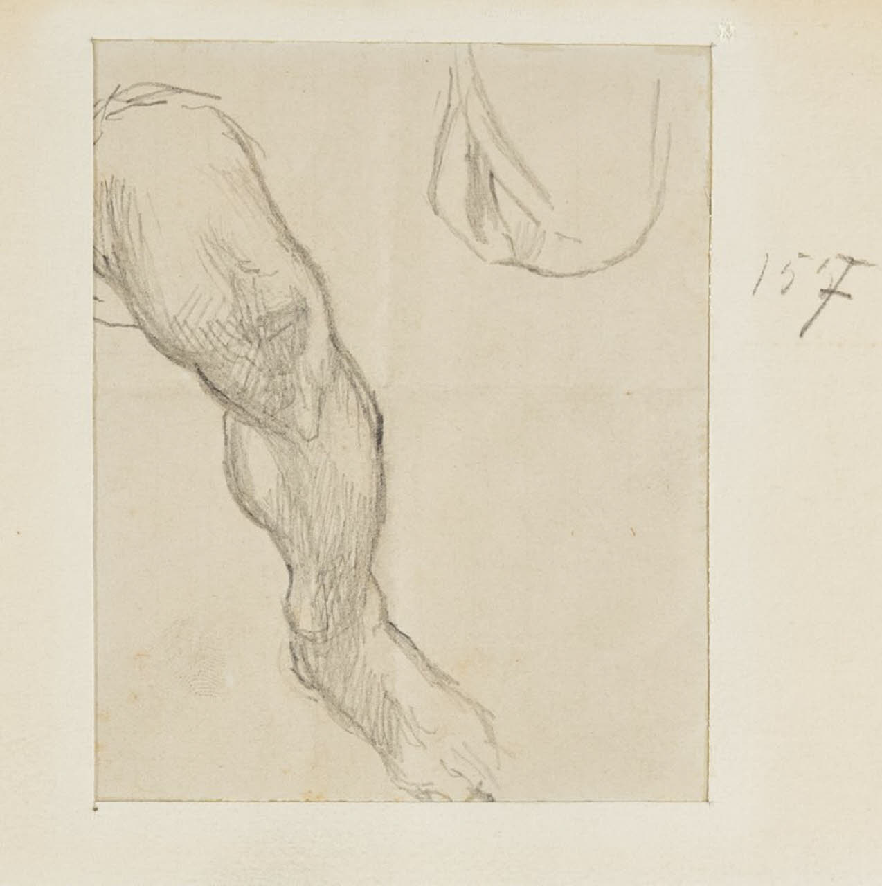 Studio di gamba, Studio di gamba (disegno) di Durini, Alessandro (sec. XIX)