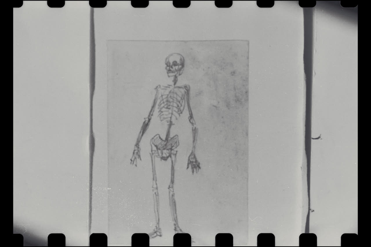 Scheletro umano (disegno) di Durini, Alessandro (sec. XIX)