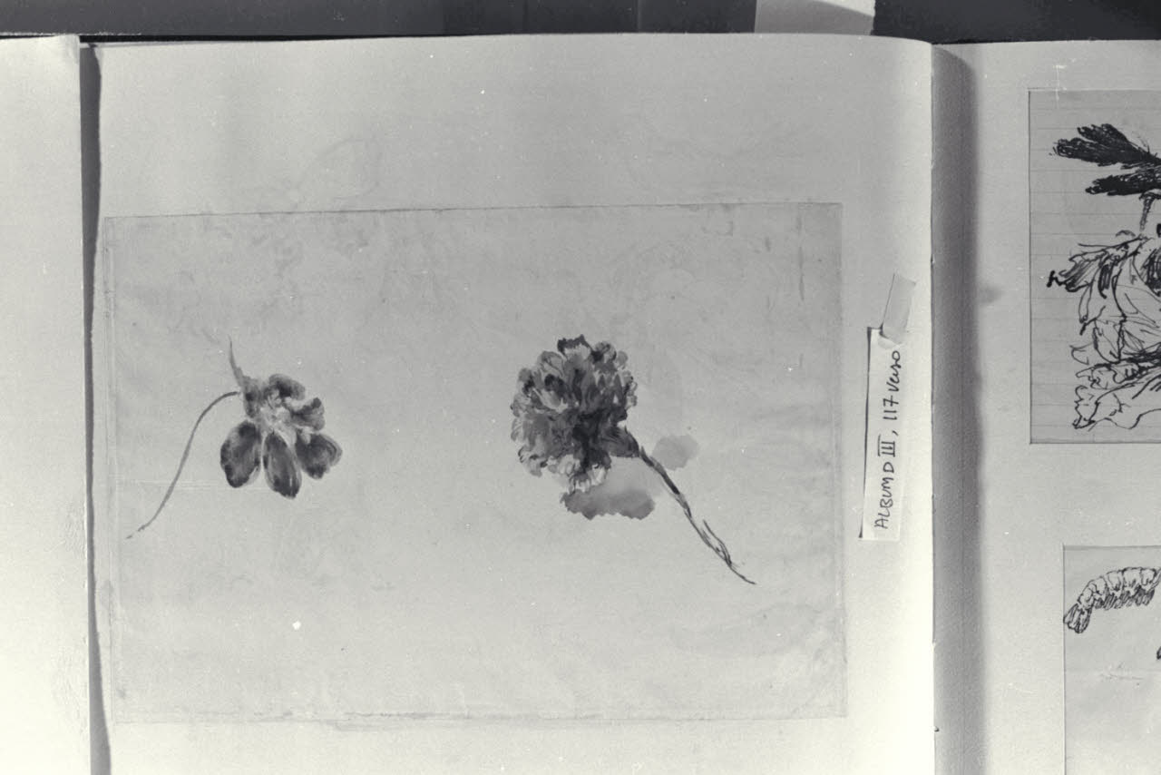 Studi di fiori, Studi di fiori (disegno) di Durini, Alessandro (sec. XIX)