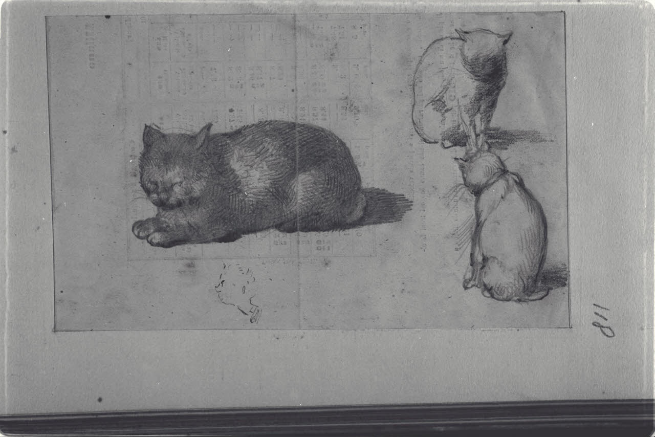 Studi di gatti, Studi di gatti (disegno) di Durini, Alessandro (sec. XIX)