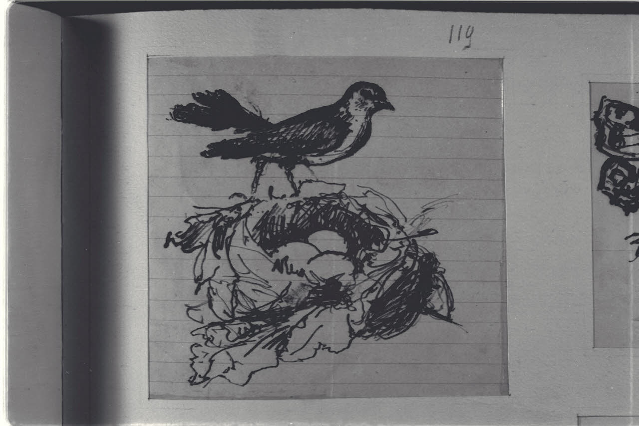 Volatile e nido con uova, Volatile e nido con uova (disegno) di Durini, Alessandro (sec. XIX)