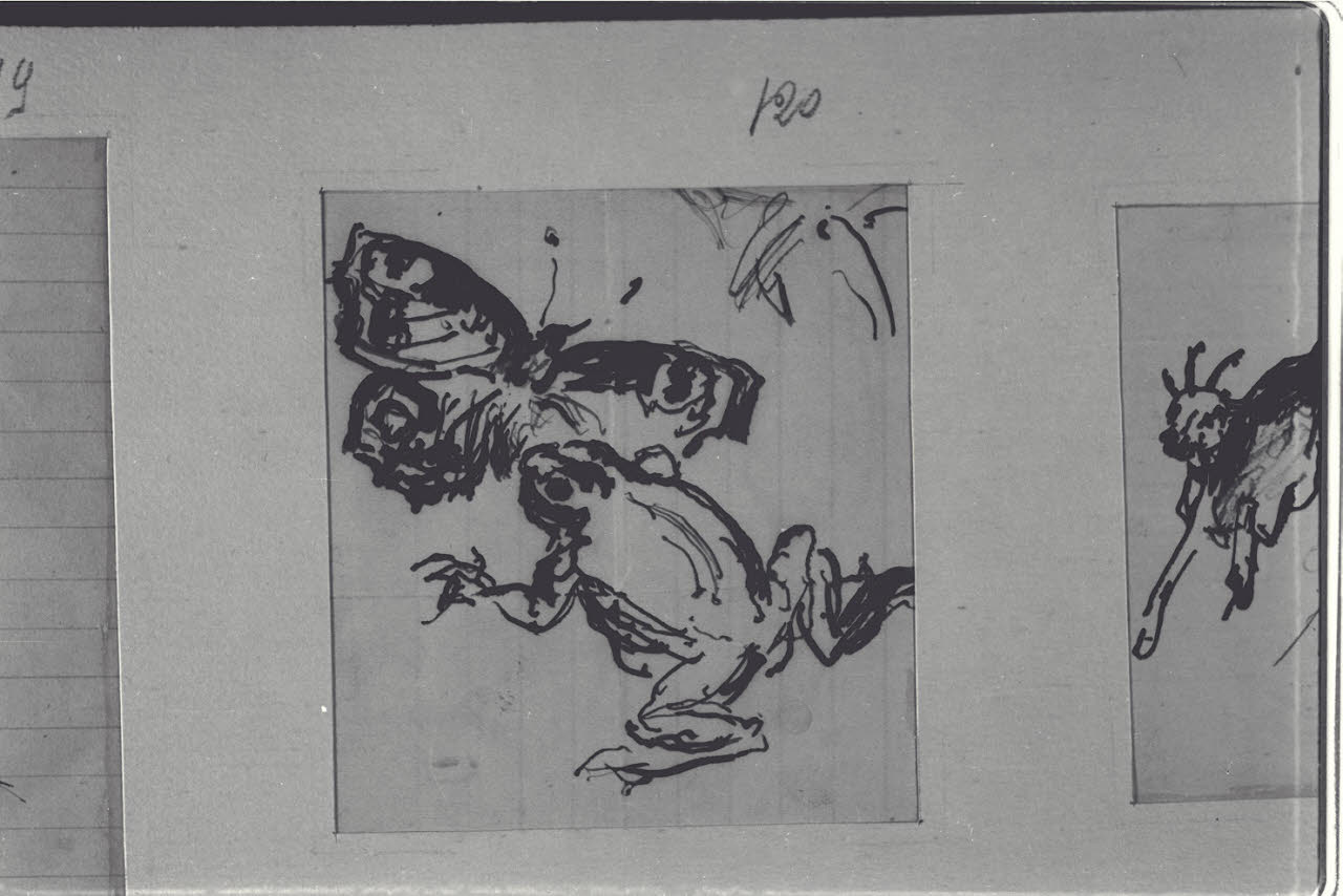 Rana e farfalla, Rana e farfalla (disegno) di Durini, Alessandro (sec. XIX)