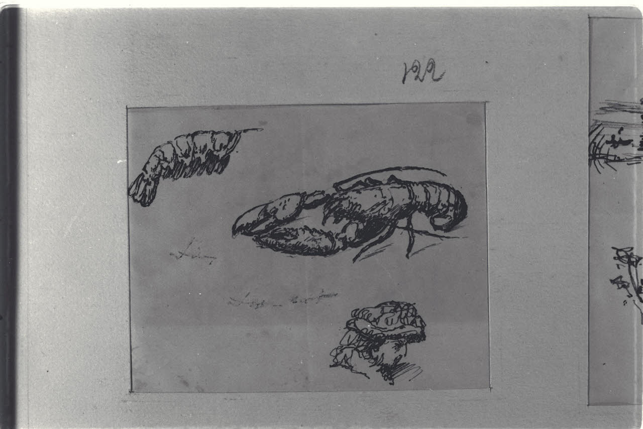 Testa di donna e due crostacei, Testa di donna e due crostacei (disegno) di Durini, Alessandro (sec. XIX)