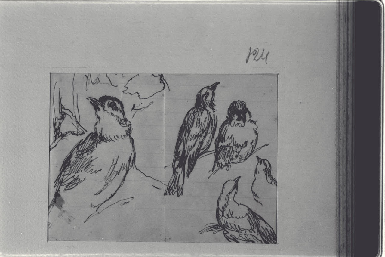 Studi di volatili, Studi di volatili (disegno) di Durini, Alessandro (sec. XIX)