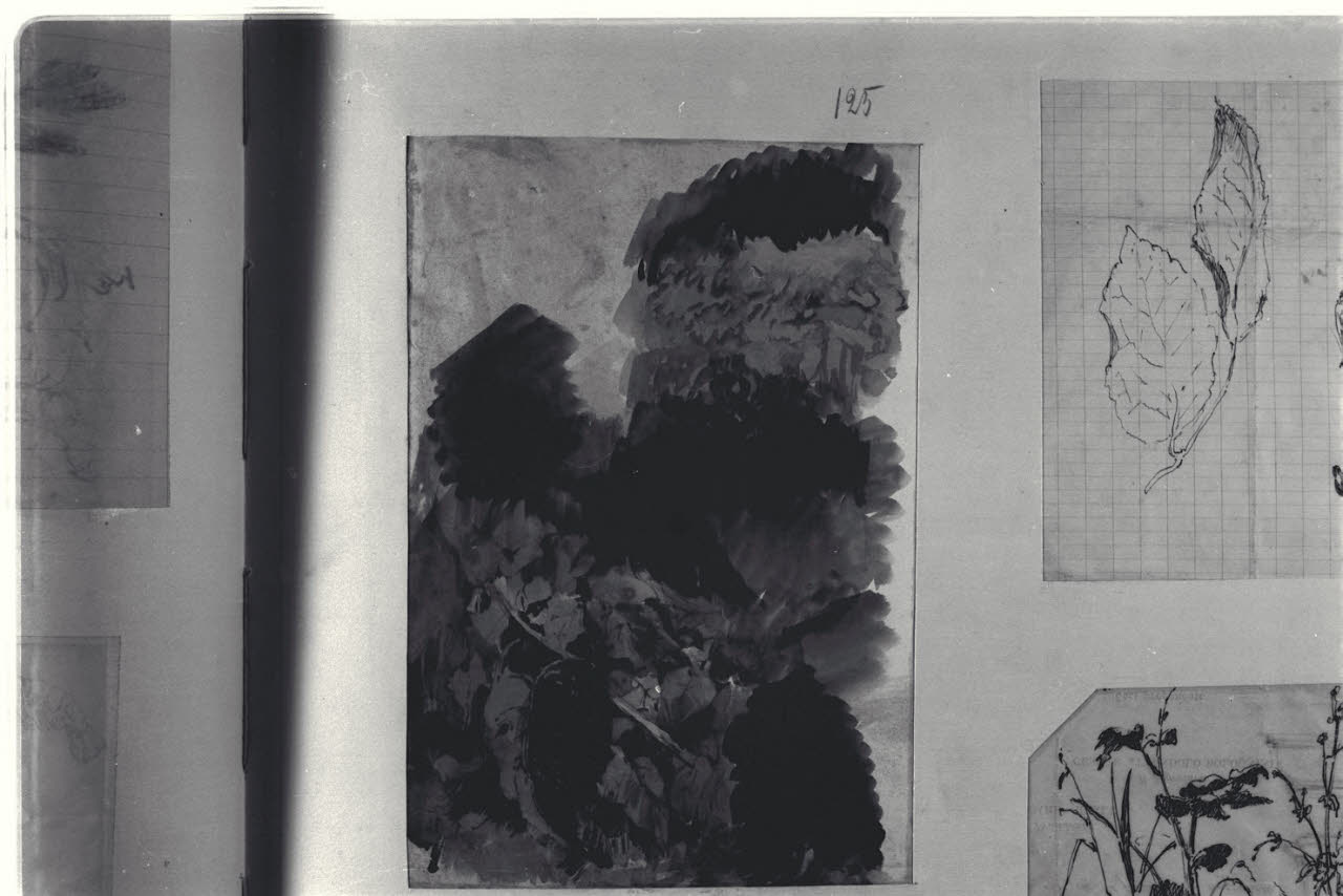 Schizzi di elementi vegetali, Schizzi di elementi vegetali (disegno) di Durini, Alessandro (sec. XIX)