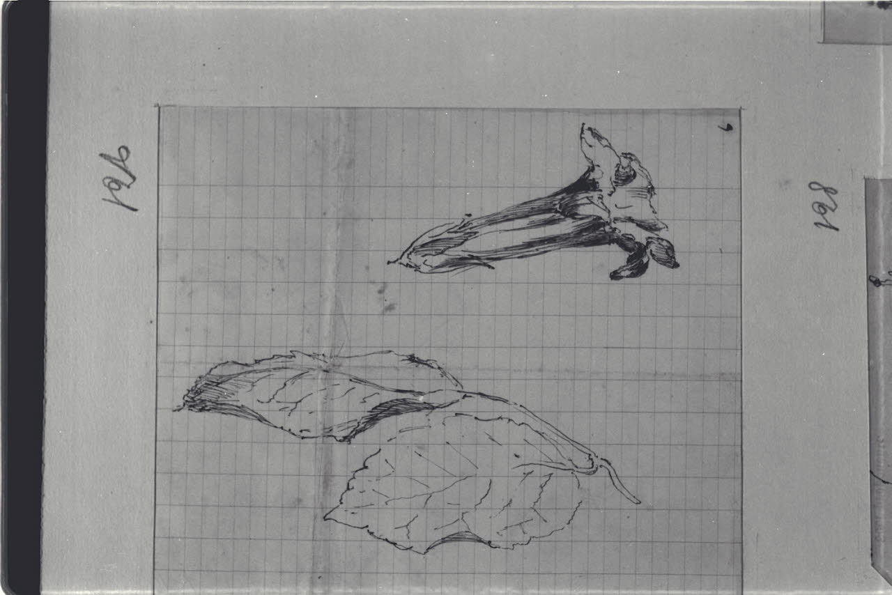 Studio di fiore e foglie, Studio di fiore e foglie (disegno) di Durini, Alessandro (sec. XIX)