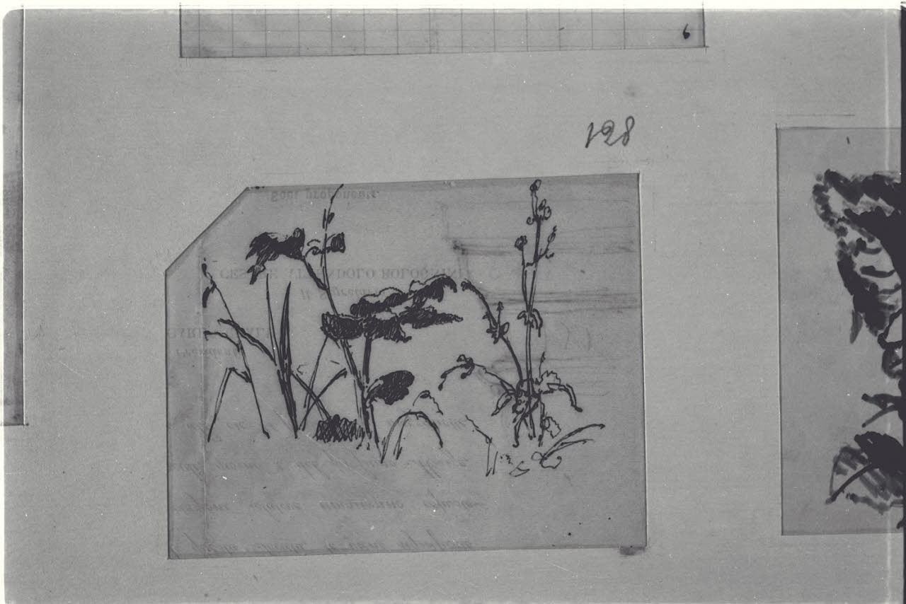 Studio di piccoli arbusti, Studio di piccoli arbusti (disegno) di Durini, Alessandro (sec. XIX)